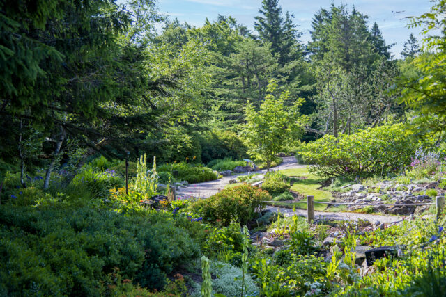 Plantes et espaces protégées des Vosges
