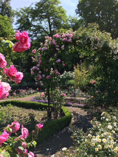 Visite guidée de la Roseraie de Schiltigheim