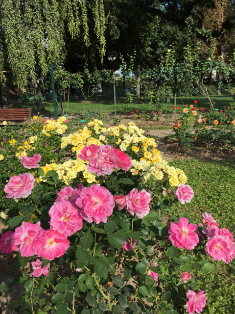 Bourse aux Plantes à la Roseraie