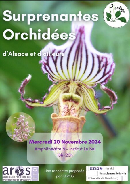 Surprenantes Orchidées d’Alsace et d’ailleurs