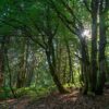 Jardin d’altitude du Haut Chitelet