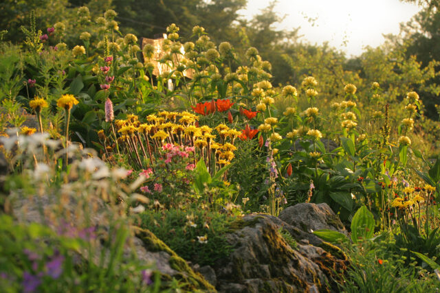 Découverte des plantes des montagnes