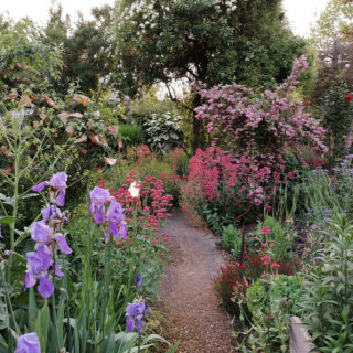 Un jardin de Reines - Beinheim