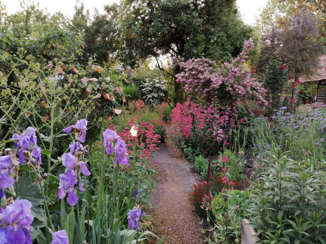 Un Jardin de Reines