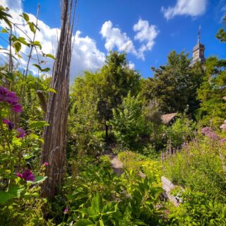 Un jardin de Reines - Beinheim