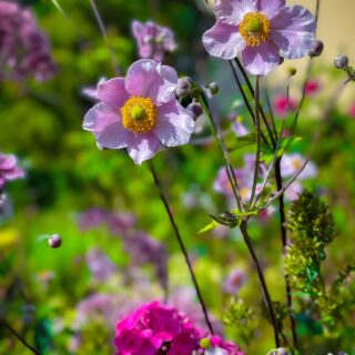 Un jardin de Reines - Beinheim