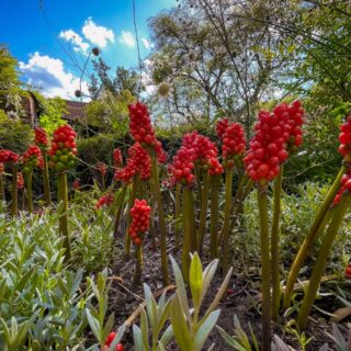 Un jardin de Reines - Beinheim