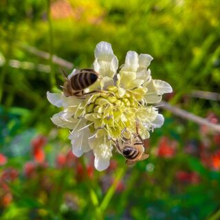 Un jardin de Reines - Beinheim