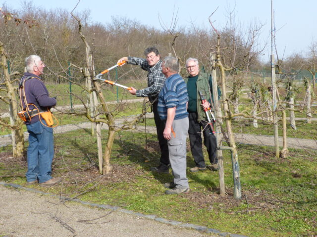 Cours de taille sur arbres fruitiers