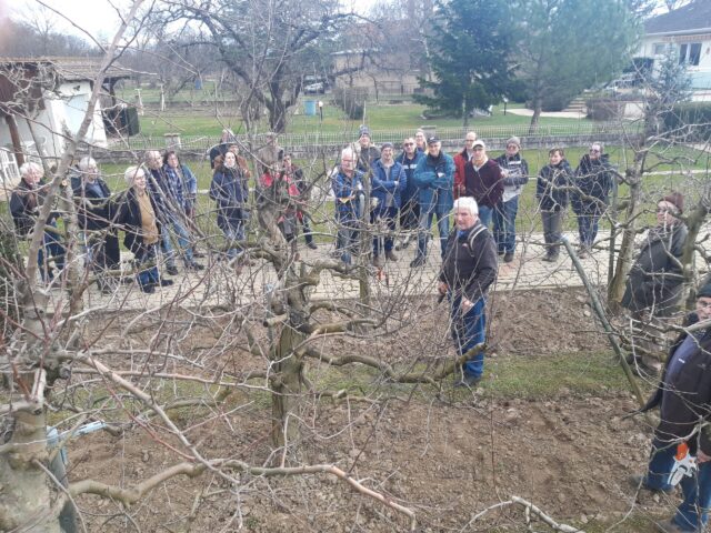 Cours de taille sur arbres fruitiers