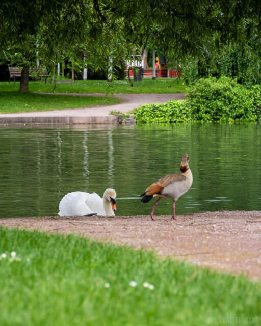 Découverte des oiseaux du Parc de l’Orangerie