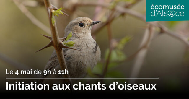 Initiation aux chants d’oiseaux