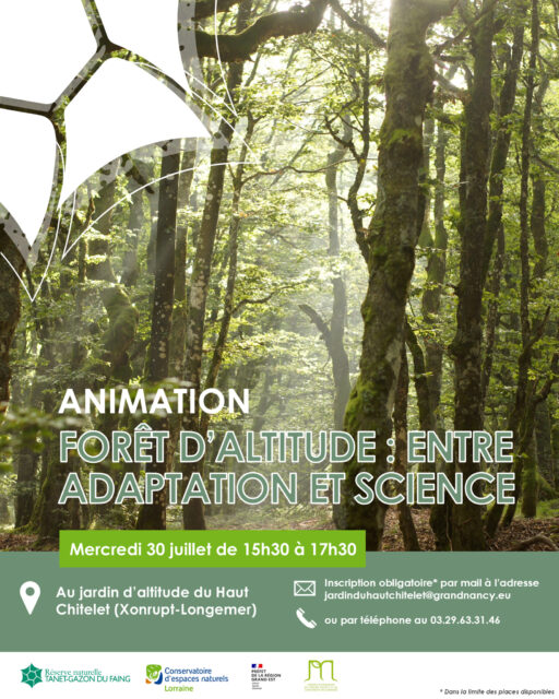 Forêt d’altitude : entre adaptation et science