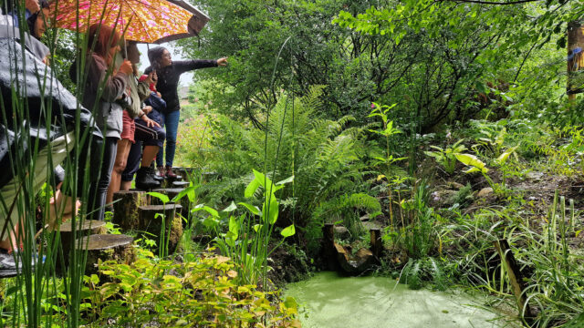 Rendez-vous aux Jardins, Une Figue dans le Poirier