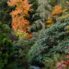 Oxydendron © Francis Aubertin – Jardin Botanique de Gondremer, Autrey