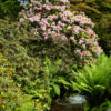 Rhododendron et ruisseau – Jardin Botanique de Gondremer, Autrey