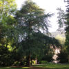 Sequoia géant – Parc de la Marseillaise, Guebwiller
