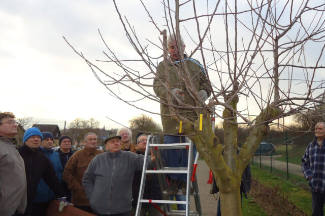 Cours de taille sur arbres fruitiers