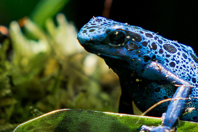 Les couleurs dans le monde du vivant