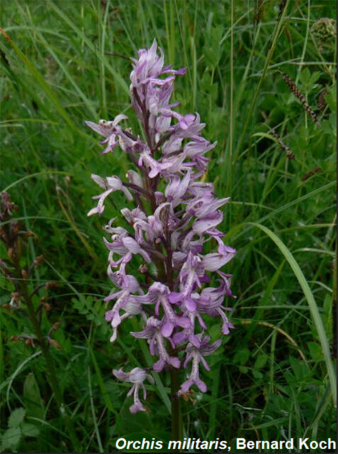 Découverte des orchidées au Jardin Botanique