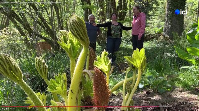 France 3 Grand Est - Le jardin de Niargoutte à Plaine