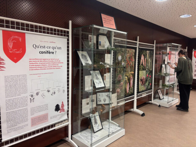 Exposition "Cône : un petit organe aux grands pouvoirs"