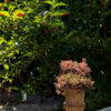 Les jardins d'Au Fil du Temps, Imbsheim